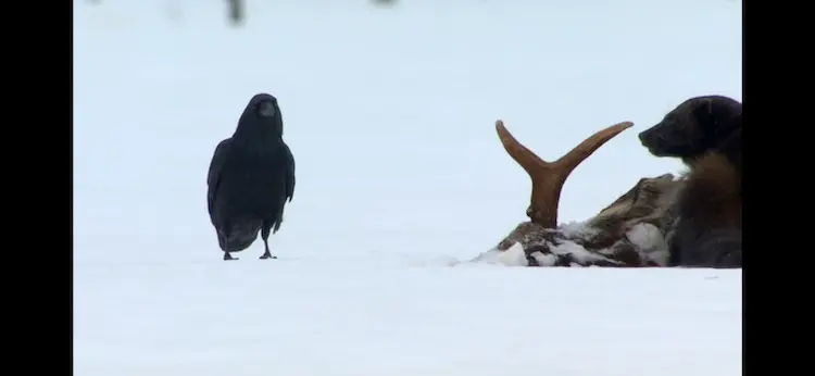 North Eurasian raven (Corvus corax corax) as shown in Frozen Planet - Winter